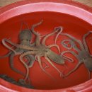 무안갯벌낙지 이미지