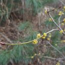 리사운드보청기 이미지