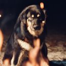 프라임 도그 이미지