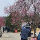 2025 섬 홍매화축제 이미지