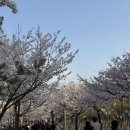 신석체육공원 입구 | [뚜벅이의 외출/인천벚꽃명소] 신석체육공원 벚꽃 나들이 / 벚꽃 만개함