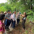 내린천약초 이미지