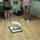 재키애견 이미지