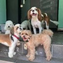 윤앤퍼피 이미지