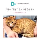달봉헤어 | 철산 동물병원) 고양이 "달봉" 장내 이물 장폐색 응급 수술 후기 (헤어볼)