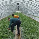 영농조합법인 옥토로 이미지