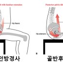 책 『발레무용수의 움직임과 그 내부』 (+골반후방경사)