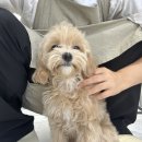 댕그랑댕 이미지