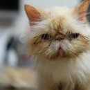 꿈동물병원 이미지