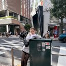 프리지아 이미지