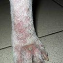 닥터펫 동물의료센터 이미지