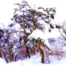 겨울 소나무 풍경 이미지