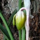 고개랑산채랑 이미지