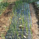 정골농장 이미지