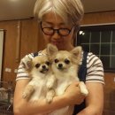 히든밸리켄넬 이미지