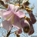 산약초와 산행 이미지