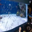 아쿠아플라넷63 이미지