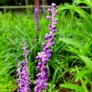 길손과 풀꽃 이미지