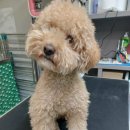 견생스타일 이미지