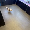 펫캐슬 강아지고양이 애견샵 의정부점 이미지