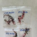 코레리아 레드라이더 구근 차비나눔 이미지