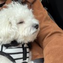 Show Dog | [천안 불당동] 강아지들을 위한 축제 K-DOG 페스티벌 방문 후기