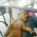 (주)퍼니펫 이미지