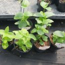 유 애 묘 이미지