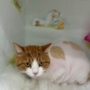 동물농장 애견전문 미용실 이미지