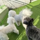 명지애견미용호텔 댕즈니랜드 본점 이미지