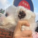 대전미용실 | 대전 태평동 애견미용실 ’보드라미’ 말티푸 스포팅컷 후기