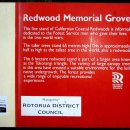 뉴질랜드 여행기 -3- 로토루아(Rotorua)의 아침, "레드우드 수목원"(RedWood Memorial Grove). 이미지