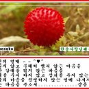 한솔사 Daum카페