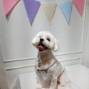 펫피플 스타필드명지점 이미지