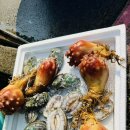 제주안안민박 이미지