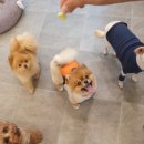 영심이살롱곰곰이호텔 | (의정부 용현동) 송산역 2번출구 애견미용, 애견호텔 영심이살롱곰곰이호텔