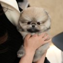 남원제일가축병원 | 남원강아지무료분양 분양절차