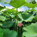 노성산시민공원(설성) 화장실 | 이천 성호호수 연꽃 단지 / 경기 연꽃 개화시기 / 애견 동반