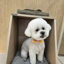 도그드살롱 이미지