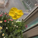 영이네 | 방학동 영이네 꽃 화원, 정다운화원 꽃 구입 후기, 주차 / 꽃 화분 추천