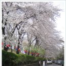 순백의 사월, 인천의 벚꽃놀이 이미지