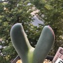 은세계