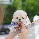 부산강아지분양 미유펫 이미지