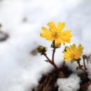 눈속에피는꽃 이미지