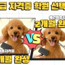 (단기)반려동물미용사(자격증) 이미지