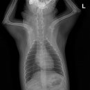 이솜 동물병원 이미지