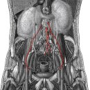 inferior mesenteric and testicular arteries(아래창자간막동맥과 고환동맥) 이미지