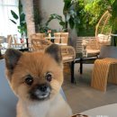 꾸꾸멈머 이미지