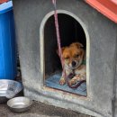 해남진도식당 | 진도 아침식사 맛집 굴포식당 쫄복탕 후기 (찐 강력한 묵은지 + 전라도 반찬)