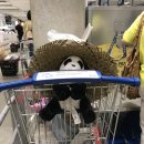 장금이푸드천국 | 고양 이케아 레스토랑 푸드코트 음식 맛 리얼 후기ㅎ,,